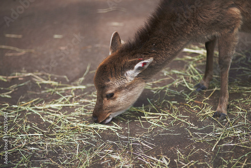 Cervus nippon Deer in a zoo
