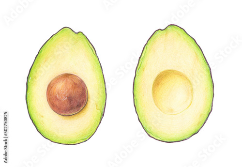Avocado halves. Hand drawn illustration in colored pencils © Alex Pictures
