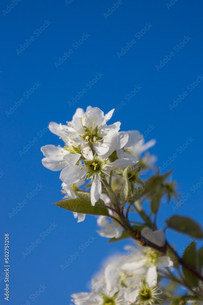 White flower blossoming with blue sky background White flower blossoming with blue sky background