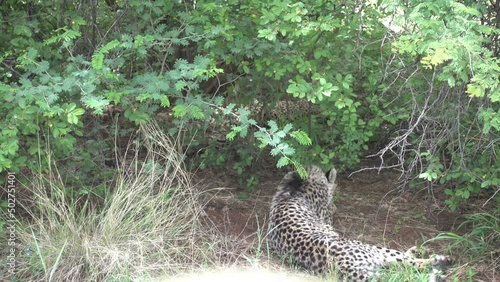 amazing cheetah South Africa, Namibia