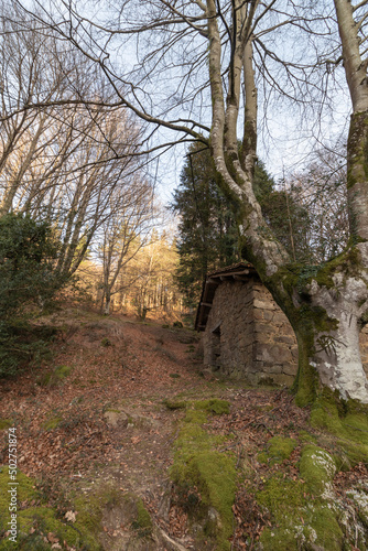 stone cabin in a beech forest in the mountains of the basque country