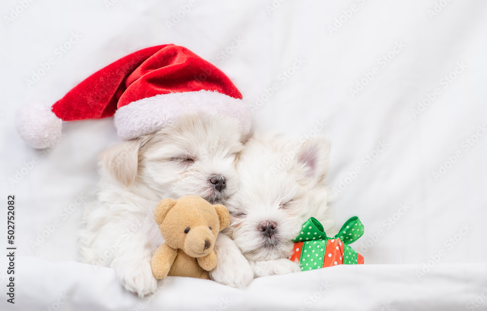 Two maltese puppies wearing santa hat sleep on a bed at home and hug toy bear. Top down view Two maltese puppies wearing santa hat sleep on a bed at home and hug toy bear. Top down view
