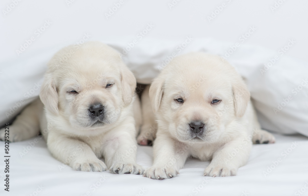 Two Cozy golden retriever puppies lying under white warm blanket on a bed at home
