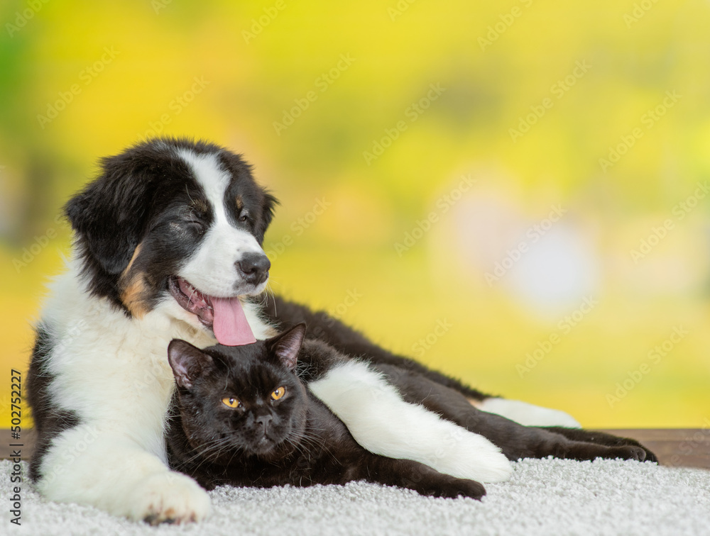 Young Australian shepherd dog hugs black cat at summer park. Empty space for text Young Australian shepherd dog hugs black cat at summer park. Empty space for text