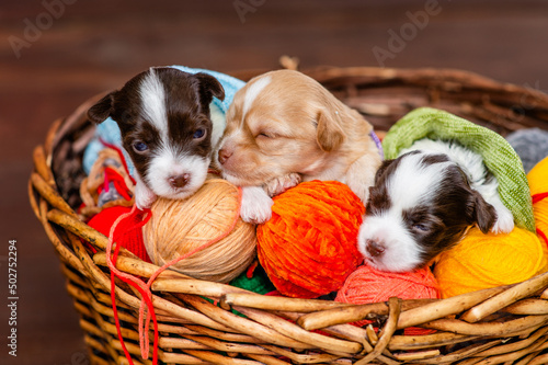 Tiny newborn Biewer Yorkie puppies sleep in a basket on balls of wool © Ermolaev Alexandr