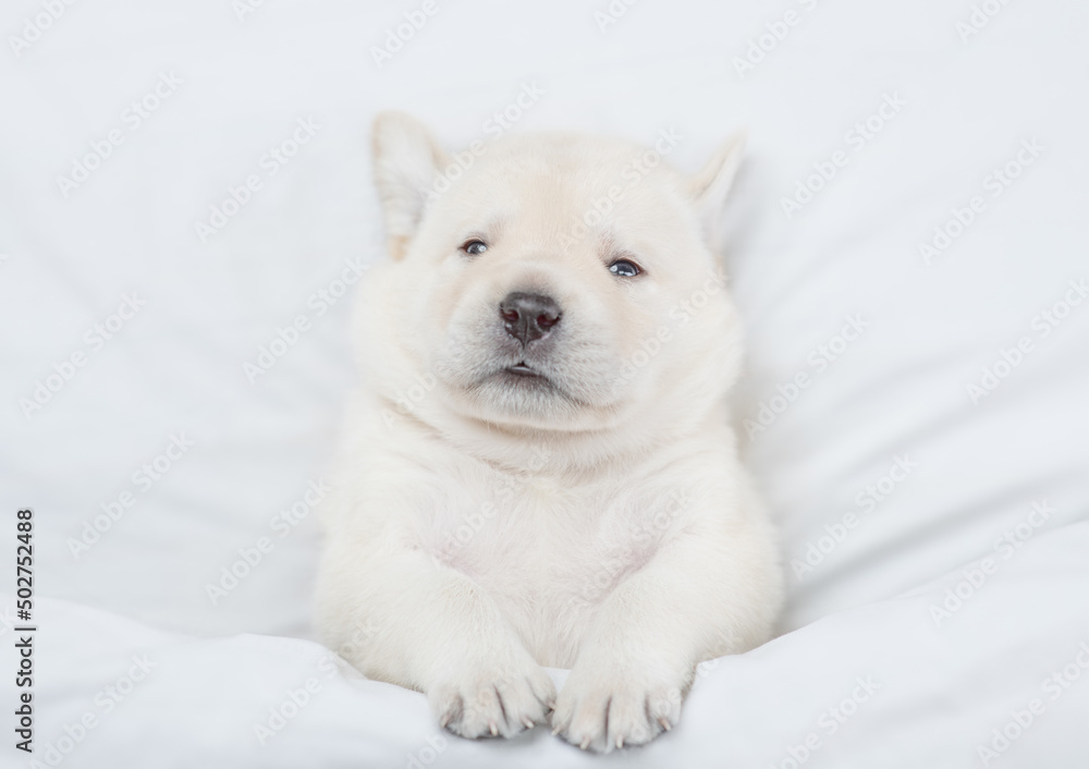 Cozy golden retriever puppy lying under white warm blanket on a bed at home. Top down view Cozy golden retriever puppy lying under white warm blanket on a bed at home. Top down view