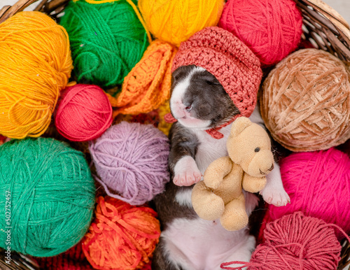 Tiny bull terrier puppy wearing warm hat hugs favorite toy bear and sleeps inside a basket with clews of thread