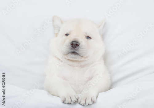 Cozy golden retriever puppy lying under white warm blanket on a bed at home. Top down view