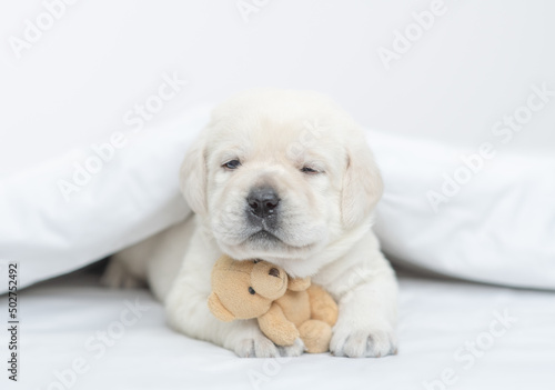 Golden retriever puppy lying under warm blanket on the bed at home and hugs favorite toy bear