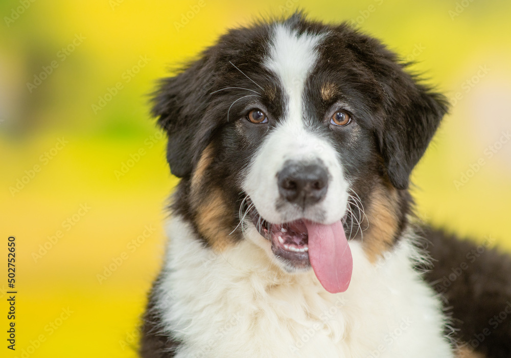 Happy young Australian Shepherd dog with tongue out on gray background