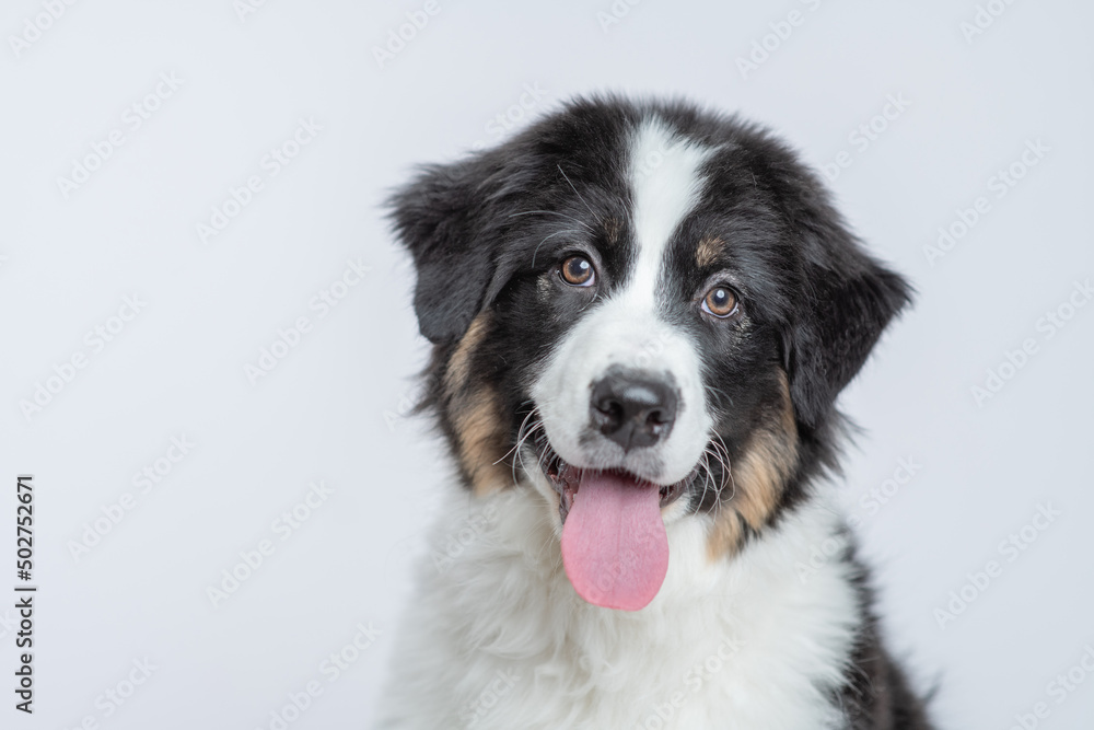 Happy young Australian Shepherd dog with tongue out on gray background Happy young Australian Shepherd dog with tongue out on gray background