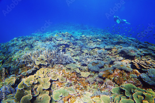 美しき珊瑚礁の中でダイビングを楽しむ
