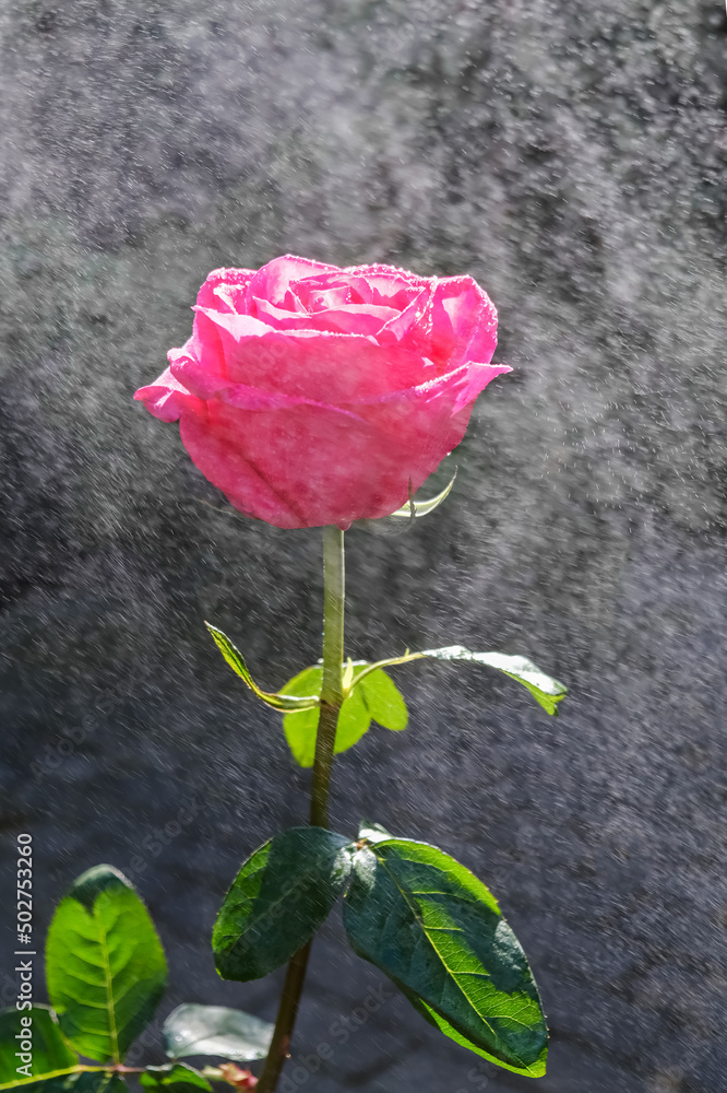 Pink rose in the rain. Blurred drops of water in rays of light. Pink rose in the rain. Blurred drops of water in rays of light.