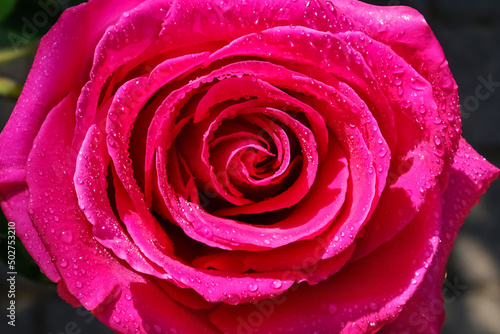 pink rose with drops.  Close-up  macro  natural background.