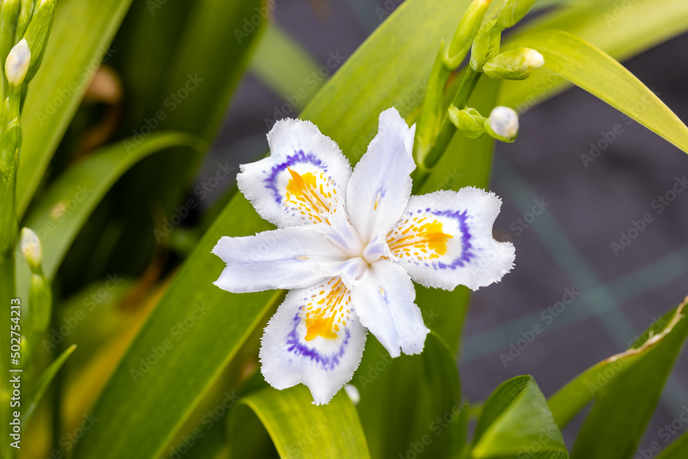 Fototapeta premium Iris japonica, also known as fringed iris, shaga or butterfly flower. This plant is native to China and Japan but it has become popular worldwide.