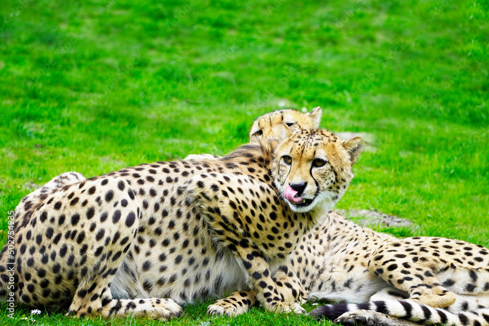Portrait of a cheetah on a green meadow. Acinonyx jubatus. Portrait of a cheetah on a green meadow. Acinonyx jubatus.