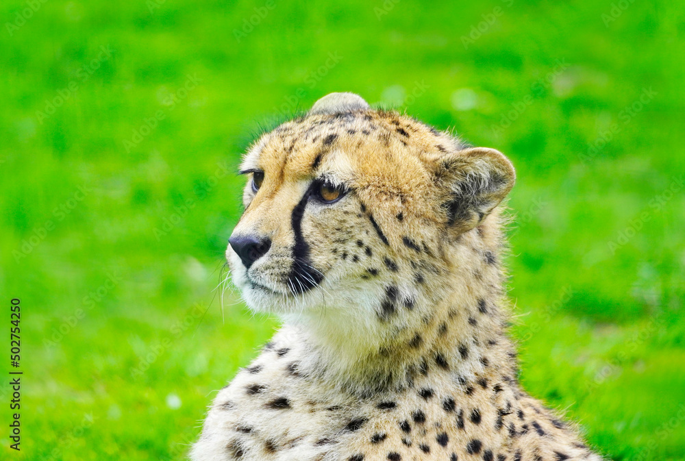 Portrait of a cheetah on a green meadow. Acinonyx jubatus. Portrait of a cheetah on a green meadow. Acinonyx jubatus.