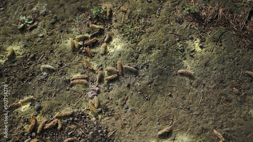 dry leaves on the ground