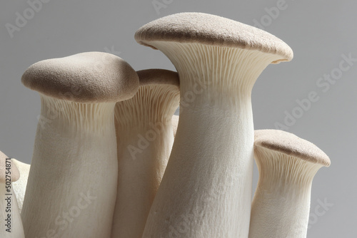 pleurotus eryngii or oyster mushroom, inner cuture on compost photo