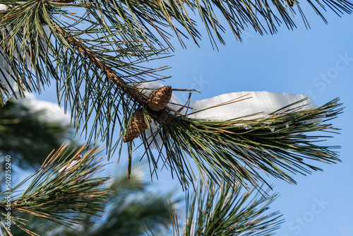 Luxurious black pine, Austrian pine or black pine in garden. Brown last year's cones under snow on pine branches against blue sky. Blurred background. Selective focus. Close-up. Concept of nature. photo