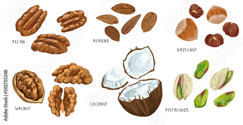 Set of vector nuts, pecan hazelnut almond walnut