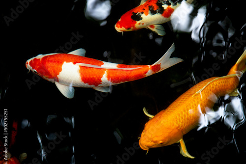 koi fish in the fish pond, koi fish swimming in the pond