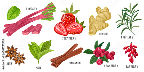 Set of flavors, rhubarb strawberry ginger rosemary photo