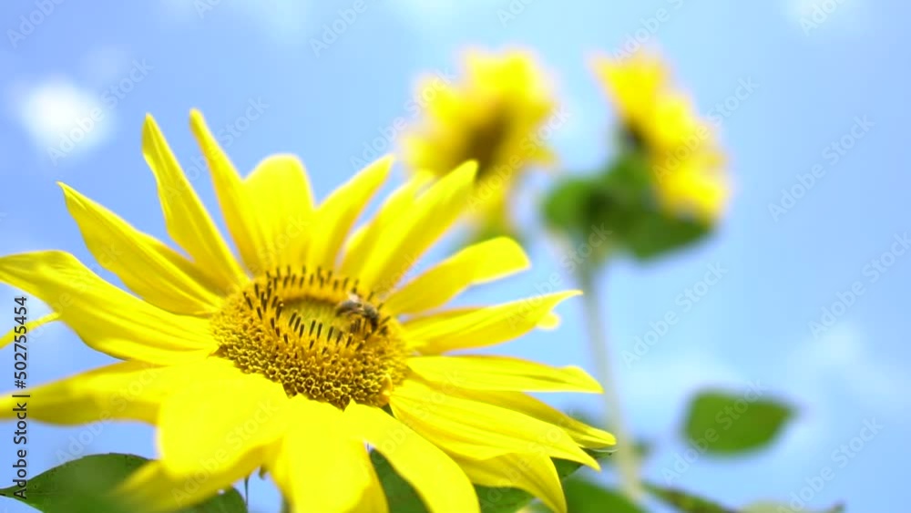 Yellow Sunflower Head on the Wind with Working Bee Collecting Nectar. Macro footage of bumblebee and bee covered with pollen in 4K Yellow Sunflower Head on the Wind with Working Bee Collecting Nectar. Macro footage of bumblebee and bee covered with pollen in 4K
