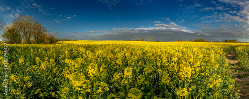 05-05-2022 Hundslund Denmark - Rapeseed in Danish spring, Yellow flowers and blue sky