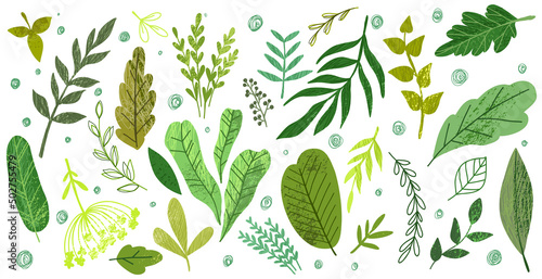 Set of green hand drawn leaves and herbs