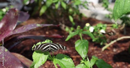 The zebra longwing, Heliconius charithonia (Linnaeus), resting on lush green leaf in tropical setting with other butterflies nearby. It is the state butterfly of Florida. Slow motion. photo