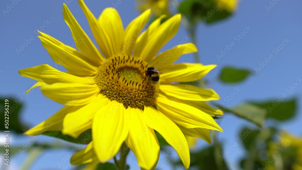 Yellow Sunflower Head on the Wind with Working Bee Collecting Nectar. Macro footage of bumblebee and bee covered with pollen in 4K Yellow Sunflower Head on the Wind with Working Bee Collecting Nectar. Macro footage of bumblebee and bee covered with pollen in 4K