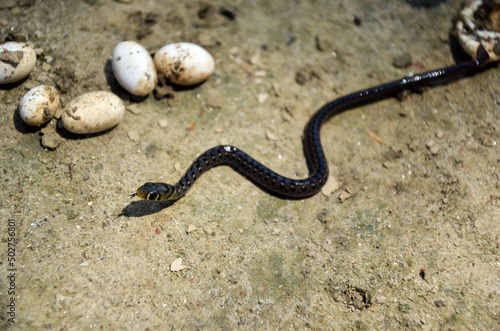 Black poisonous snake hatching from the snake egg. Rhabdophis tigrinus, yamakagashi or tiger keelback snake hatched from the egg and crawling on the ground of sand.