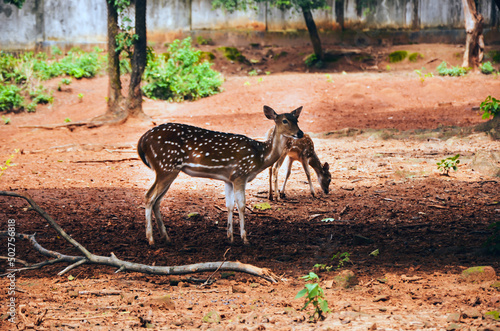 Visayan spotted deer, chital or axis deer standing on the muddy ground. Innocent spotted deers, Philippine spotted deer or prince Alfred ‘s deer resting in the shadow of tree. photo