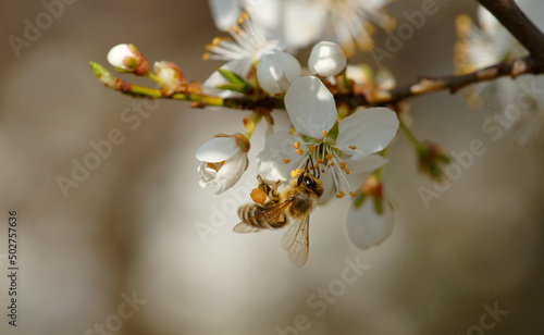 Honigbiene - Apis auf einer Schlehdornblüte - Prunus spinosa 