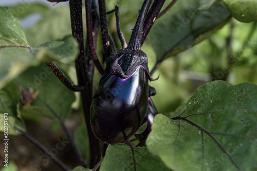 Close-up of Young Eggplant Growing on Plant in Garden. Natural growth process of vegetable, content related to gardening, horticulture, organic farming, healthy eating, farm-to-table concept