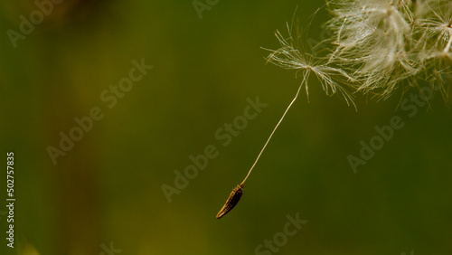 Dandelion - medicinal plant, herb, commonly considered a weed. The photo shows a blooming figure. We see his seed.