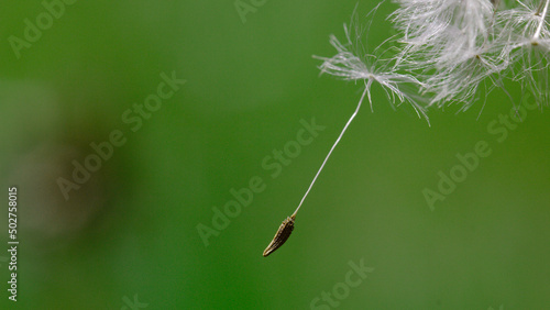 Dandelion - medicinal plant, herb, commonly considered a weed. The photo shows a blooming figure. We see his seeds