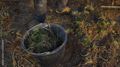 Wallpaper Mural Men gardener puts freshly cut grass black plastic basket with lying on the green lawn after mowing. Torontodigital.ca