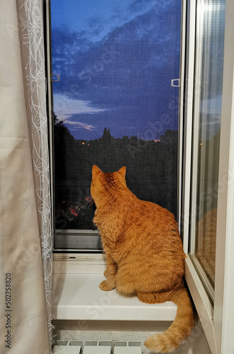 Red cute cat sits on the windowsill and looks out the window.