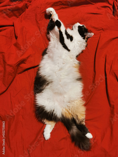 A cute cat lies on its back on a bed with red sheets. Cat upside down. photo