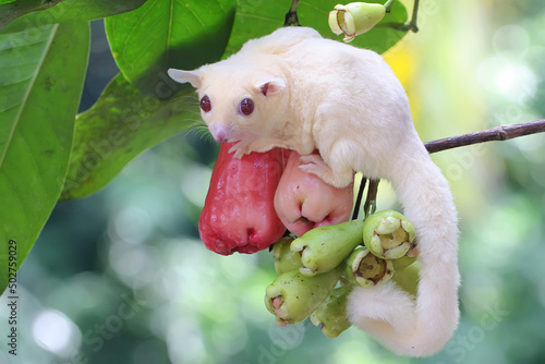 A young albino sugar glider eating a water apple. This mammal has the scientific name Petaurus breviceps.