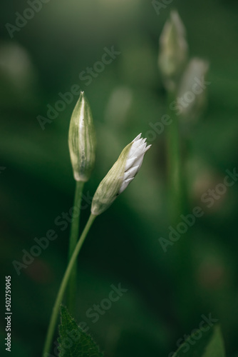 Flowering ramson, Allium ursinum. Blooming wild garlic plants in the woodland in spring - selective focus, close up