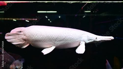 4K Huge snow alligator gar in aquarium photo