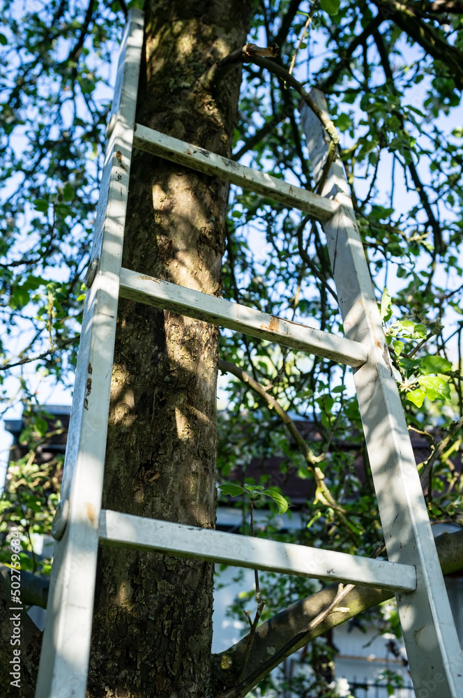 Aluminum staircase stands near a tree trunk, in a garden, on a spring day. Aluminum staircase stands near a tree trunk, in a garden, on a spring day.
