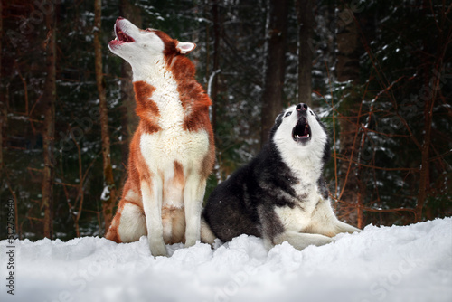 Canvas Print Two husky dogs up mouths of howling in winter cold forest.