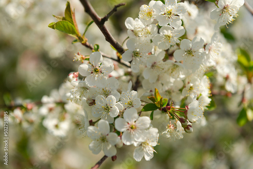 Wiosna w wiśniowym sadzie. Jest słoneczny dzień. Gałęzie drzew pokryte są białymi kwiatami, wśród których widać zielone liście.