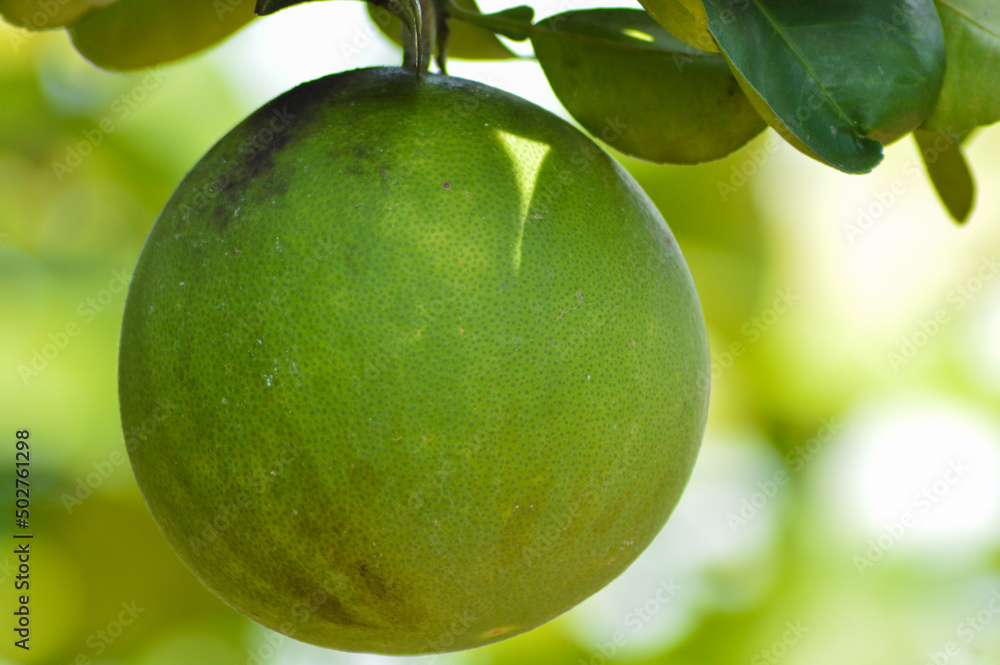 Close Up Fresh Warm View Citrus Maxima Or Pomelo Fruit Hanging On The Tree Close Up Fresh Warm View Citrus Maxima Or Pomelo Fruit Hanging On The Tree
