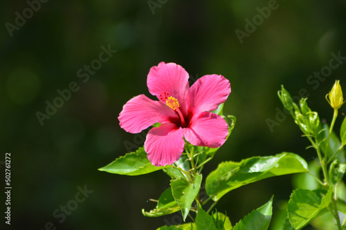 Front View Of Natural Red Blooming Shoeblackplant Or Hibiscus Rosa-sinensis Flower