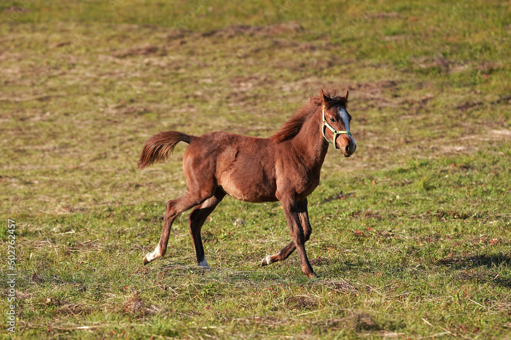 Brown Arabian horse foal running over green field Brown Arabian horse foal running over green field